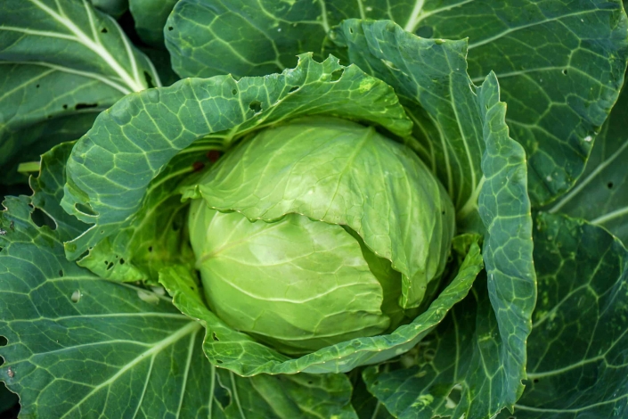 Cabbage-bigstock-Salad-Species-That-Includes-Se-251274103-scaled